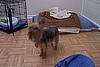 Squeaker Lea